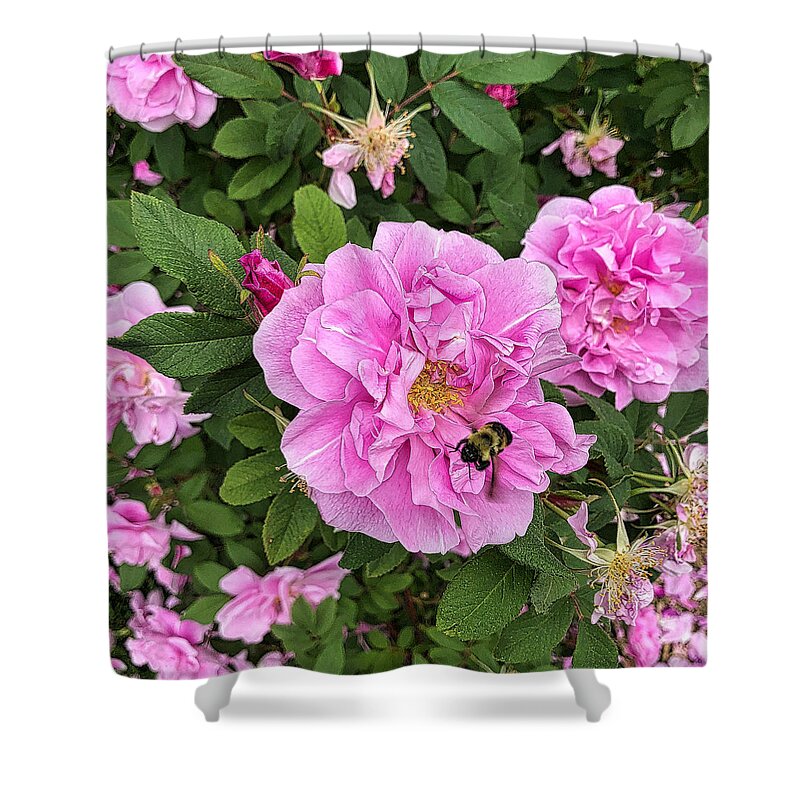 Rose Shower Curtain featuring the photograph Bumble Bee and Pink Rose by Russel Considine