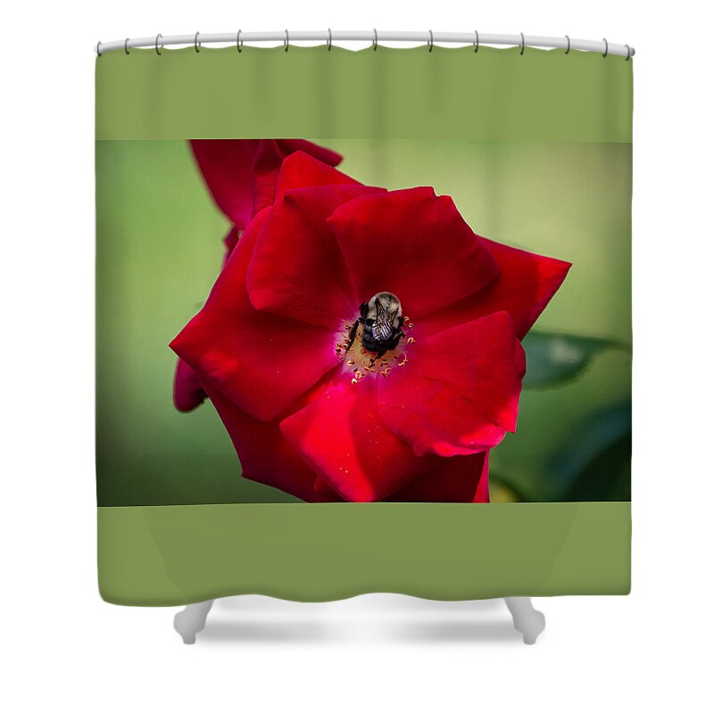 Bumble Bee Shower Curtain featuring the photograph Bumble Bee and Red Rose by Linda Bonaccorsi
