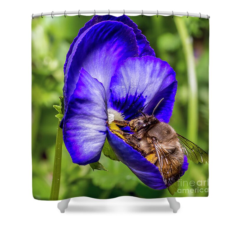 Bumble Shower Curtain featuring the photograph Bumble Bee On A Blue Flower by Gemma Mae Flores Sellers