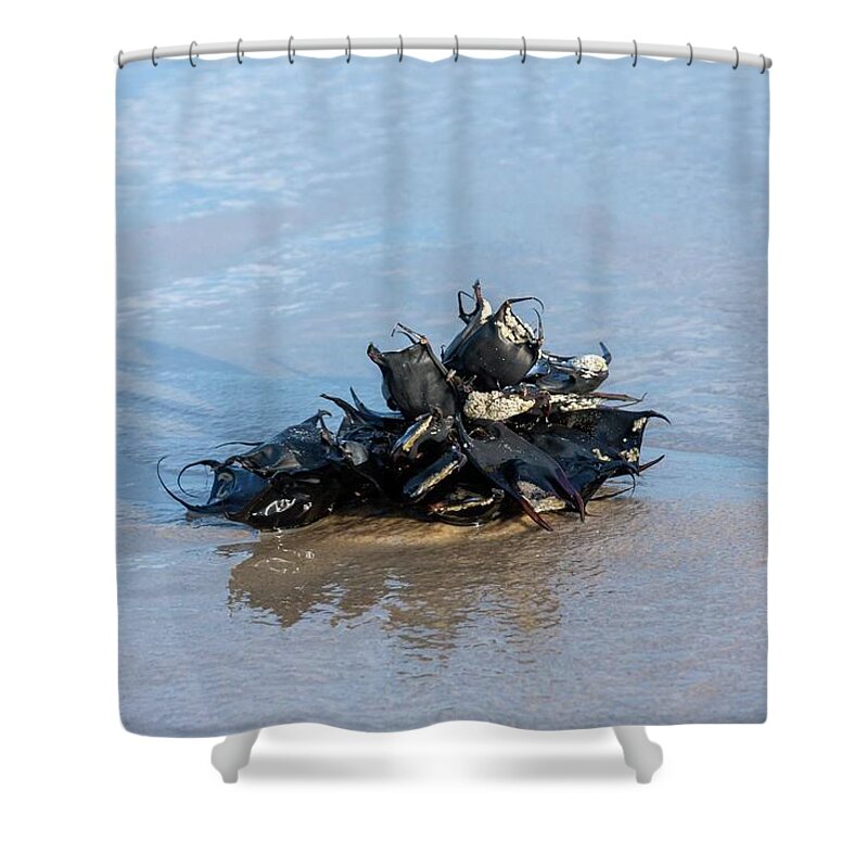 Atlantic Shower Curtain featuring the photograph Bunch of Mermaid Purses by Liza Eckardt