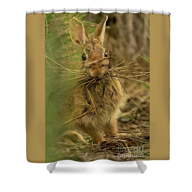Eastern Cottontail Rabbit Shower Curtain featuring the photograph Bunny with Her Sticks by Nancy Gleason