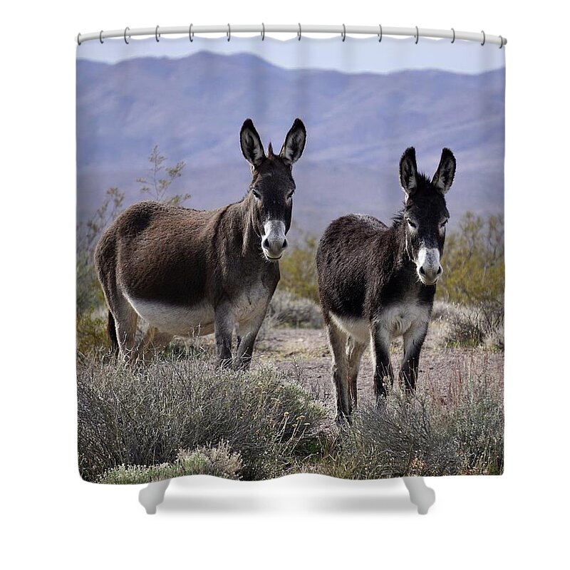 Burros Shower Curtain featuring the photograph Dos Amigos by Brett Harvey