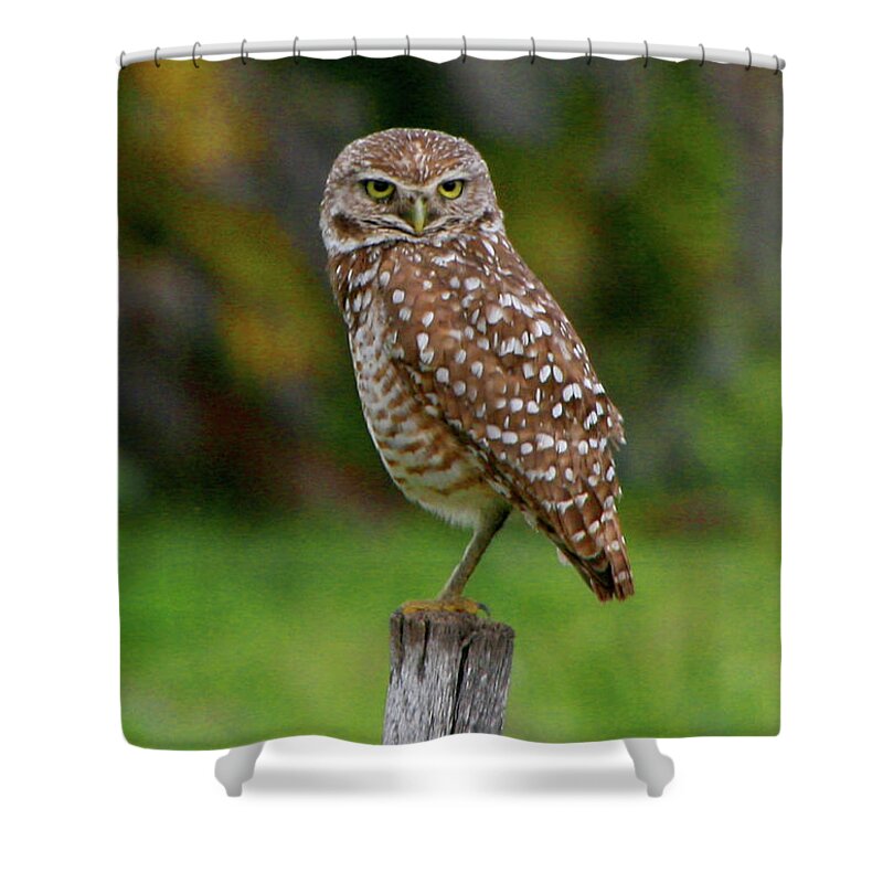 Nature Shower Curtain featuring the photograph Burrowing Owl by Mariarosa Rockefeller