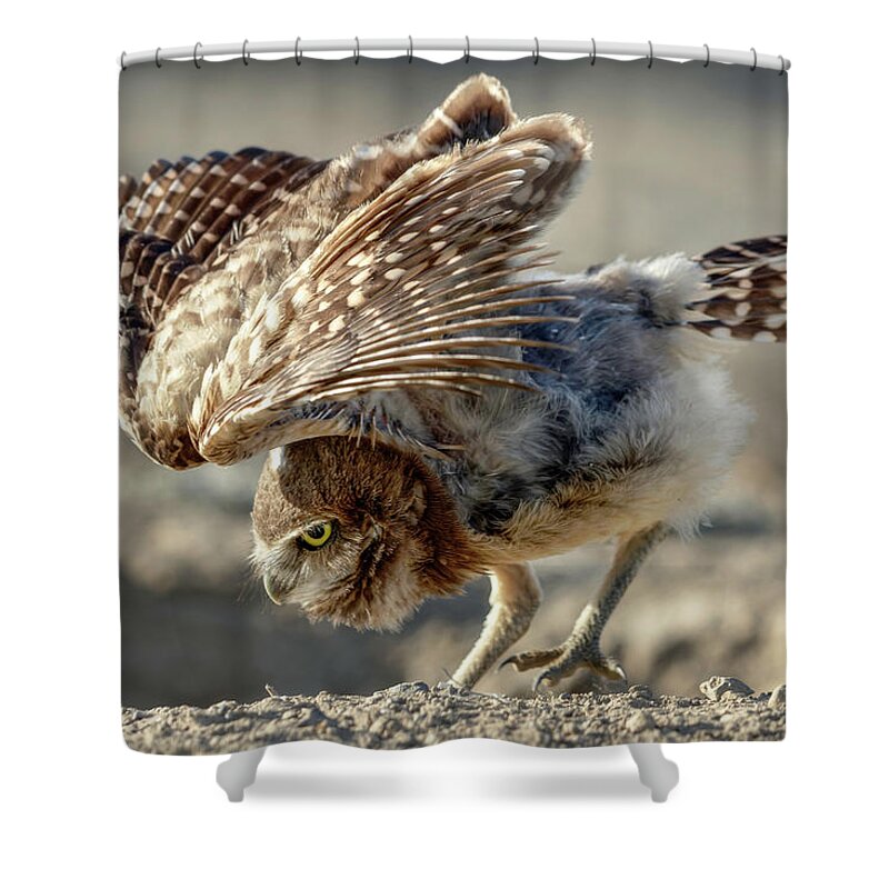 Burrowing Owlet Workout Shower Curtain featuring the photograph Burrowing Owlet Workout by Wes and Dotty Weber
