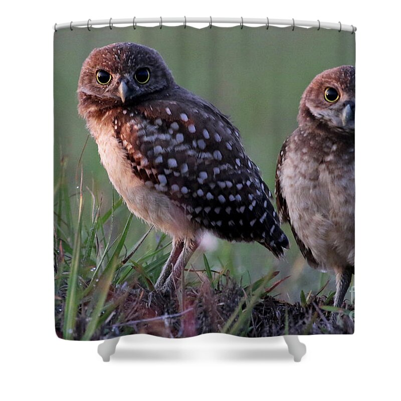 Burrowing Owl Shower Curtain featuring the photograph Burrowing Owl Photo #3 by Meg Rousher