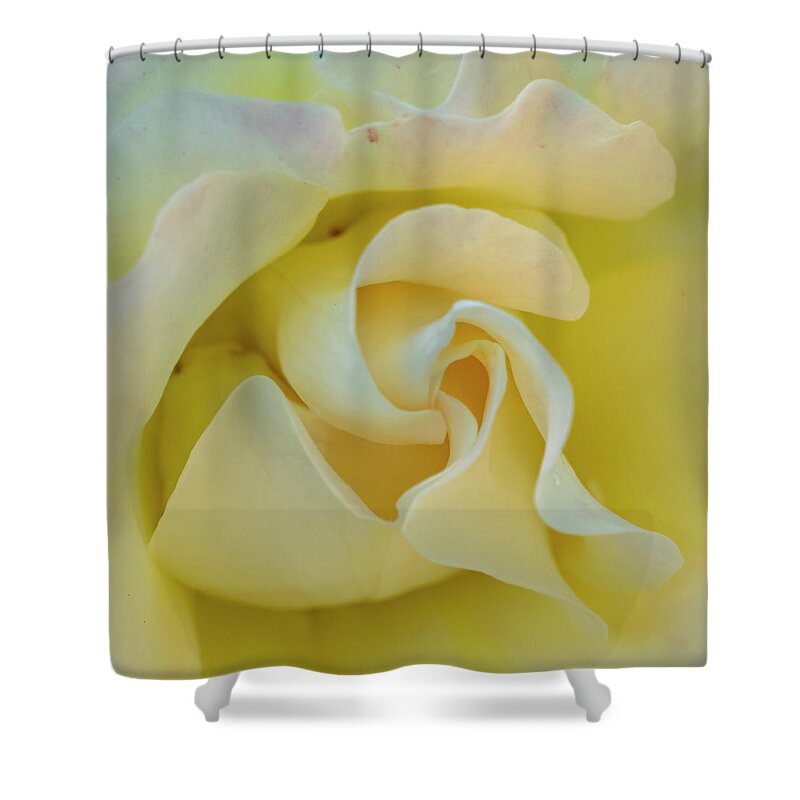 Rose Shower Curtain featuring the photograph Butter Cream by Cathy Kovarik