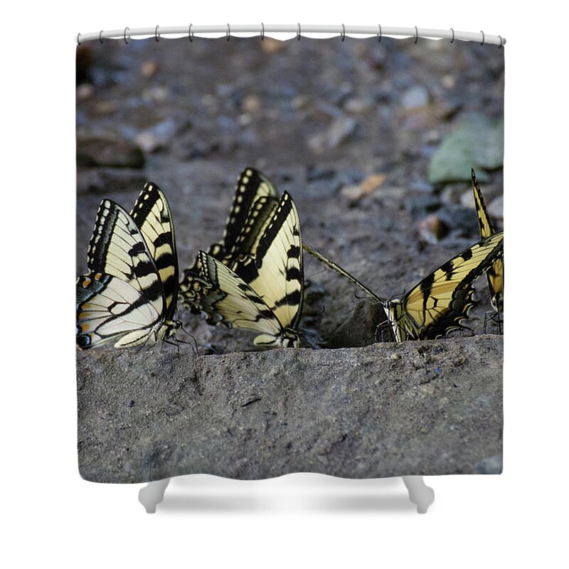 Butterflies Shower Curtain featuring the photograph Butterfly Nation Swallowtail Butterflies II by Demetrai Johnson