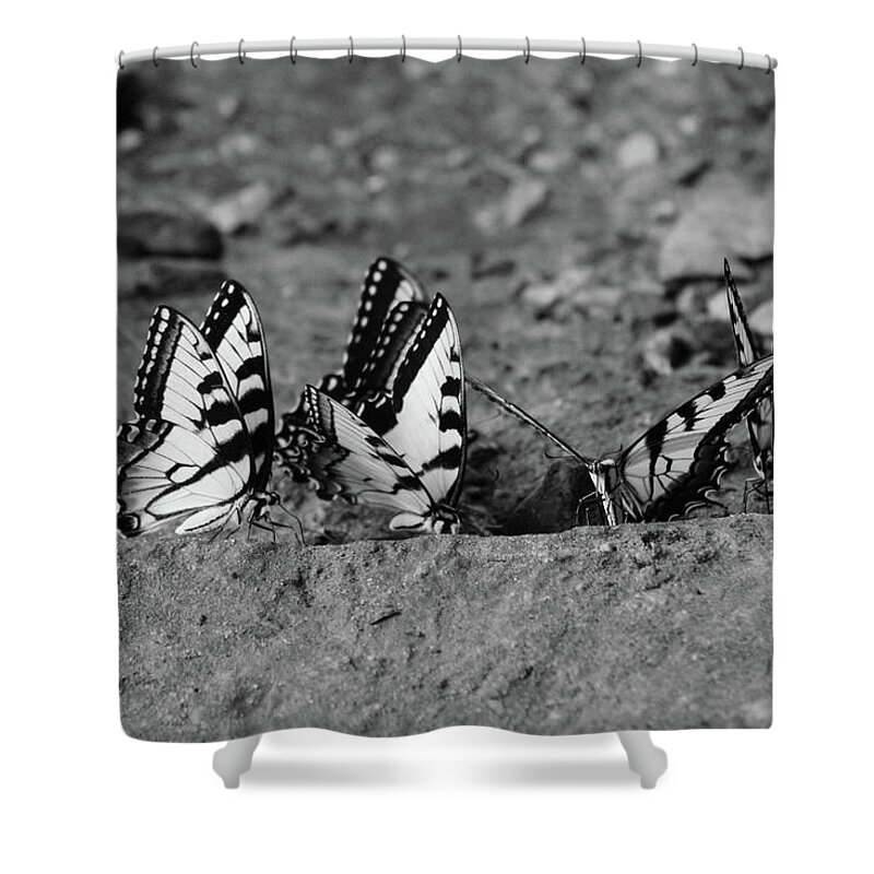 Butterflies Shower Curtain featuring the photograph Butterfly Nation Swallowtail Butterflies Black and White by Demetrai Johnson