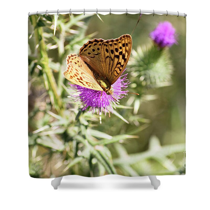 Butterfly Shower Curtain featuring the photograph Butterfly on a thistle flower by Mendelex Photography