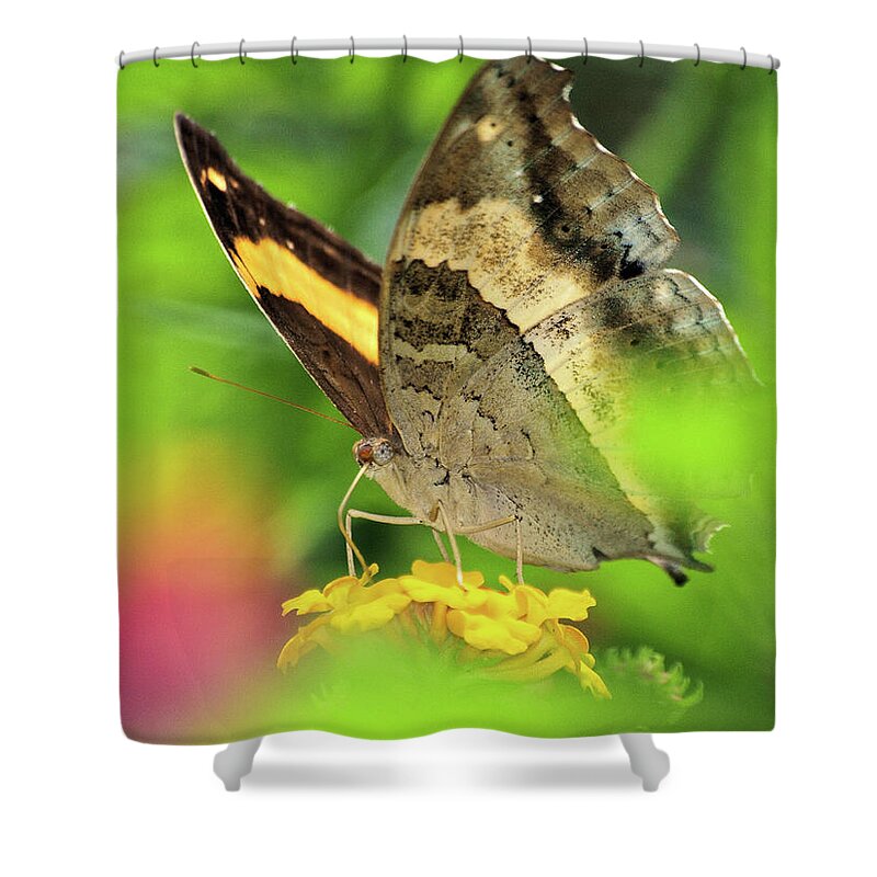 Palawan Shower Curtain featuring the photograph Butterfly on Yellow Flower by David Desautel