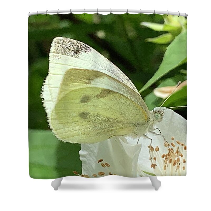 Butterfly Shower Curtain featuring the photograph Butterfly White Series by Catherine Wilson