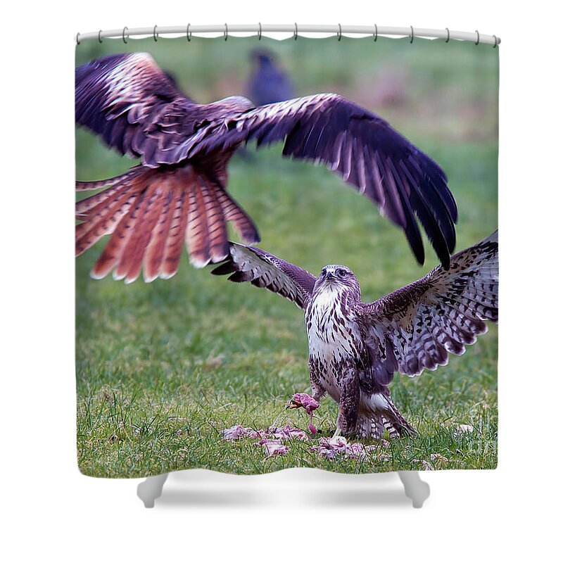 Buzzard Shower Curtain featuring the photograph Buzzard protecting its cache by Tony Mills