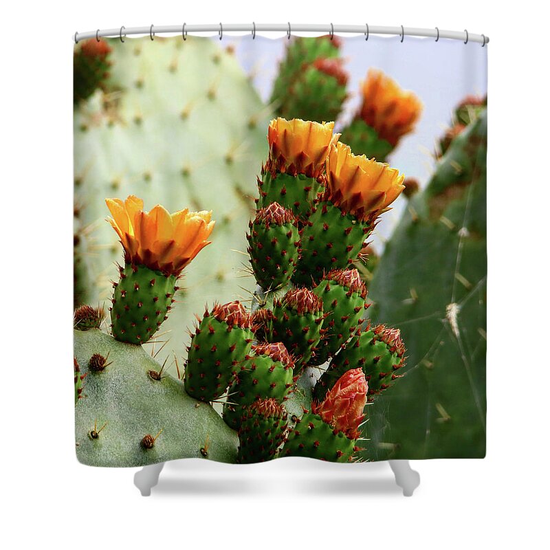 Orange Paddle Cacti Blooms On The Central Coast Of California Shower Curtain featuring the photograph Cacti Blooms by Perry Hoffman