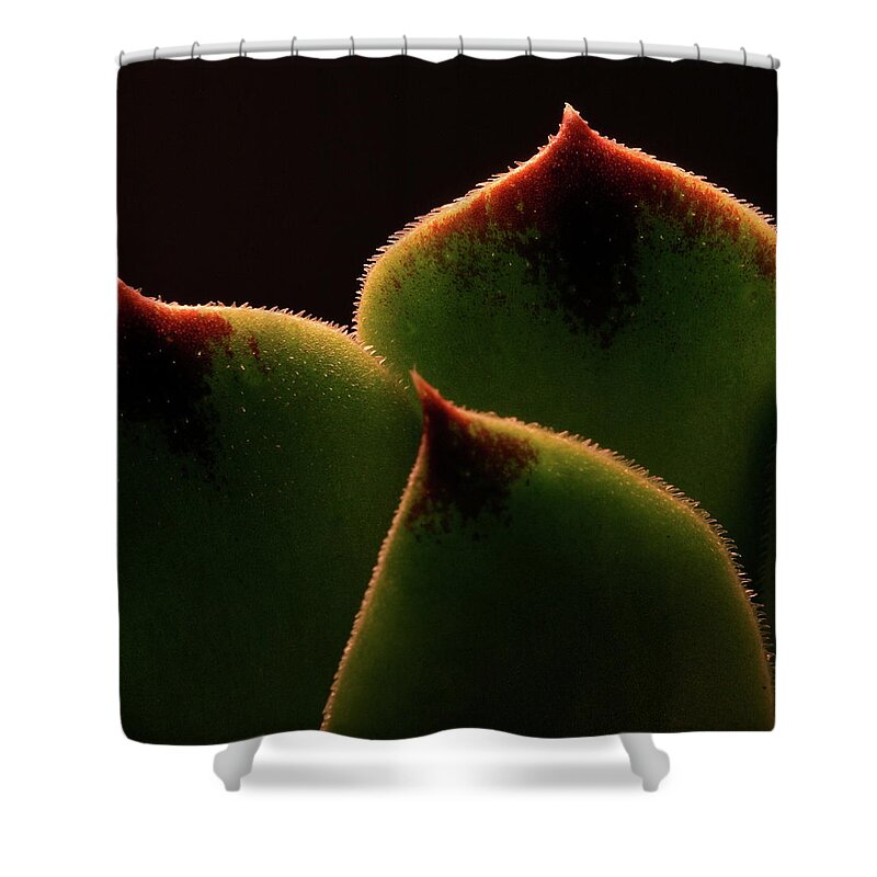 Macro Shower Curtain featuring the photograph Cactus 9609 by Julie Powell