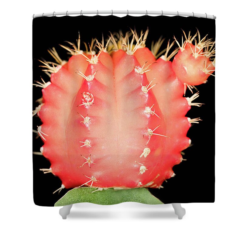 Flower Shower Curtain featuring the photograph Cactus by Amelia Pearn