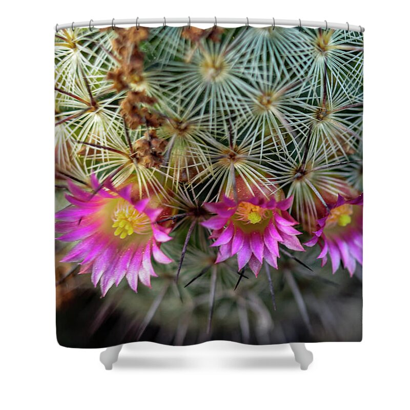 Cactus Shower Curtain featuring the photograph Cactus Flowers by Seth Betterly