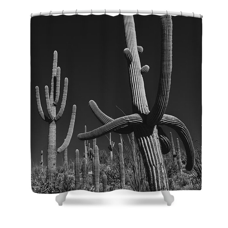 Cactus Shower Curtain featuring the photograph Cactus Forest by Seth Betterly