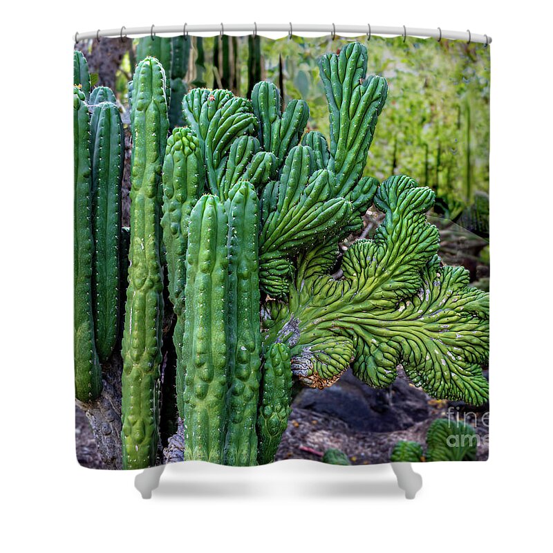 Cactus Shower Curtain featuring the photograph Cactus Waving at You by Roslyn Wilkins