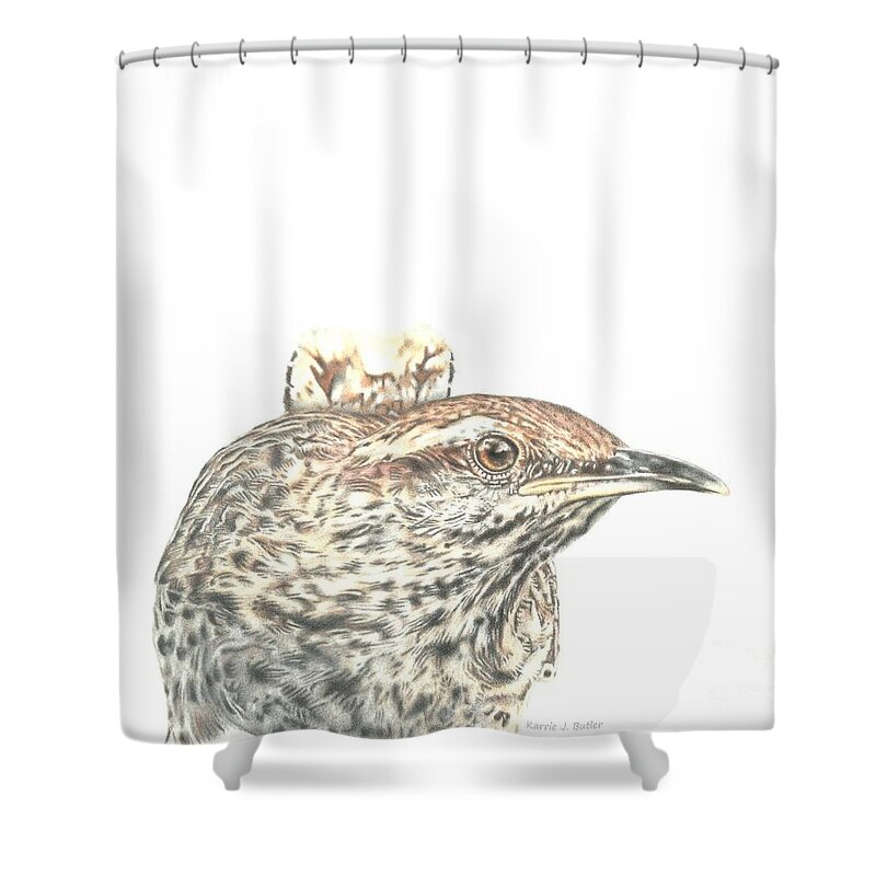 Cactus Wren Shower Curtain featuring the drawing Cactus Wren by Karrie J Butler