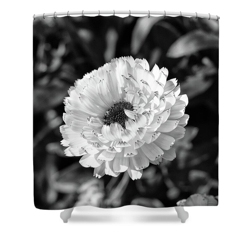 Calendula Officinalis Shower Curtain featuring the photograph Calendula Snow Princess Monochrome by Tanya C Smith