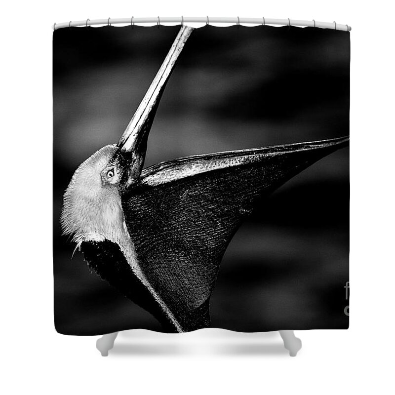 Pelicans Shower Curtain featuring the photograph The Dreamcatcher by John F Tsumas