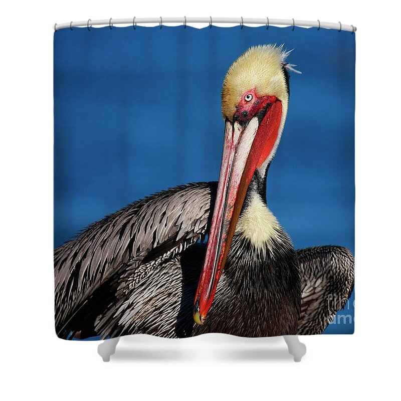 Pelican Shower Curtain featuring the photograph California Brown Pelican In Mega Breeding Colors by John F Tsumas