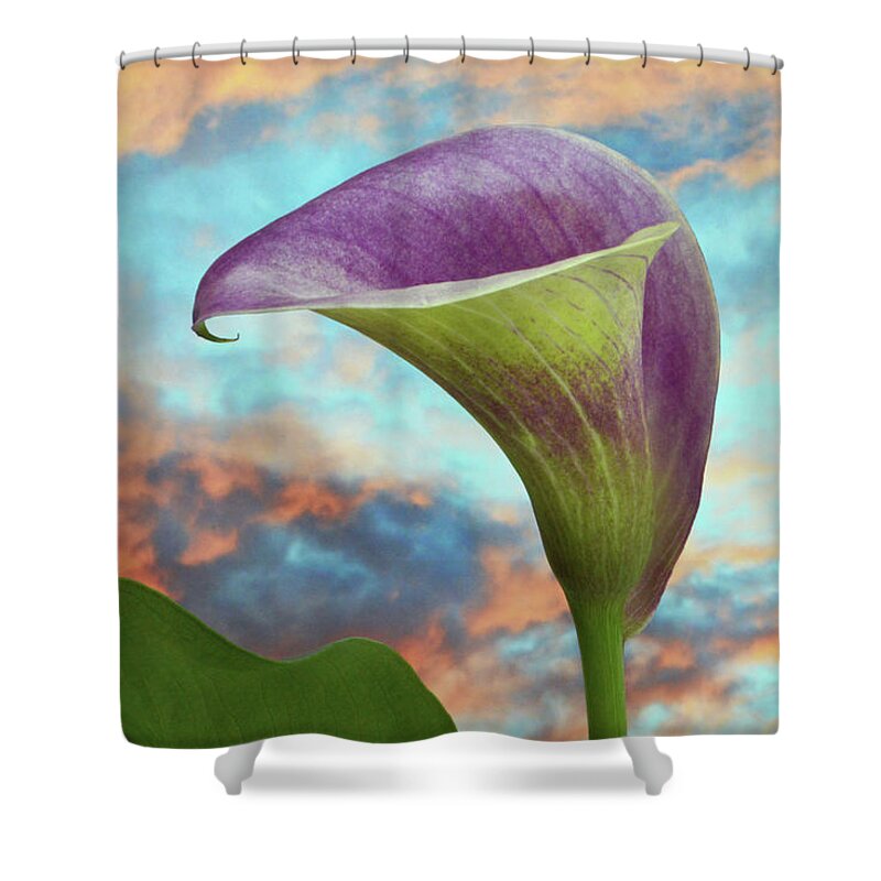 Calla Lilly Shower Curtain featuring the photograph Calla At Sundown. by Terence Davis