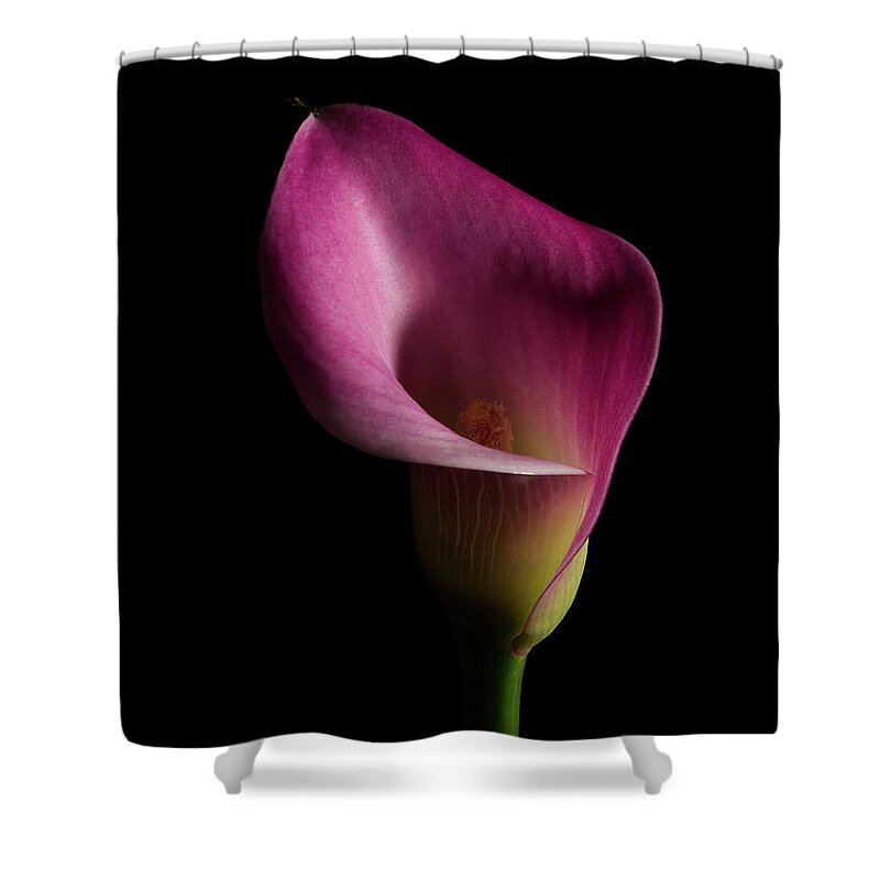 Calla Lilies Shower Curtain featuring the photograph Calla Lilly 3 by Richard Rizzo