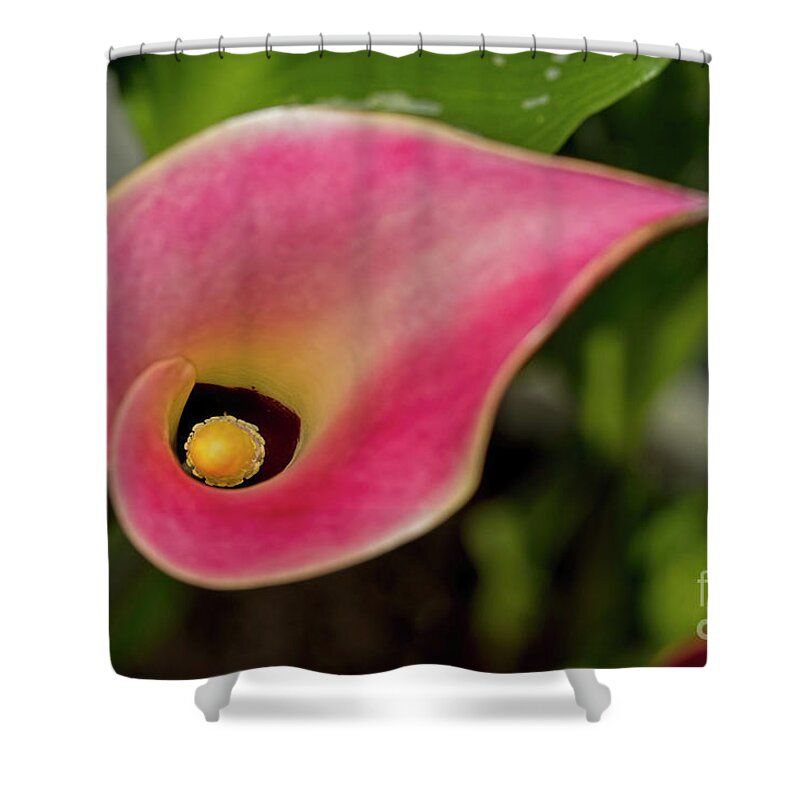 Lilly Calla Shower Curtain featuring the photograph Calla Lilly Stamen by Deborah Benoit