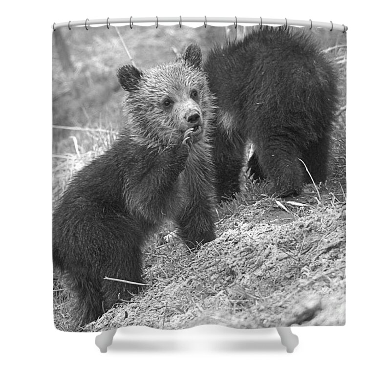 Grizzly Shower Curtain featuring the photograph Calling The Others Closeup Black And White by Adam Jewell