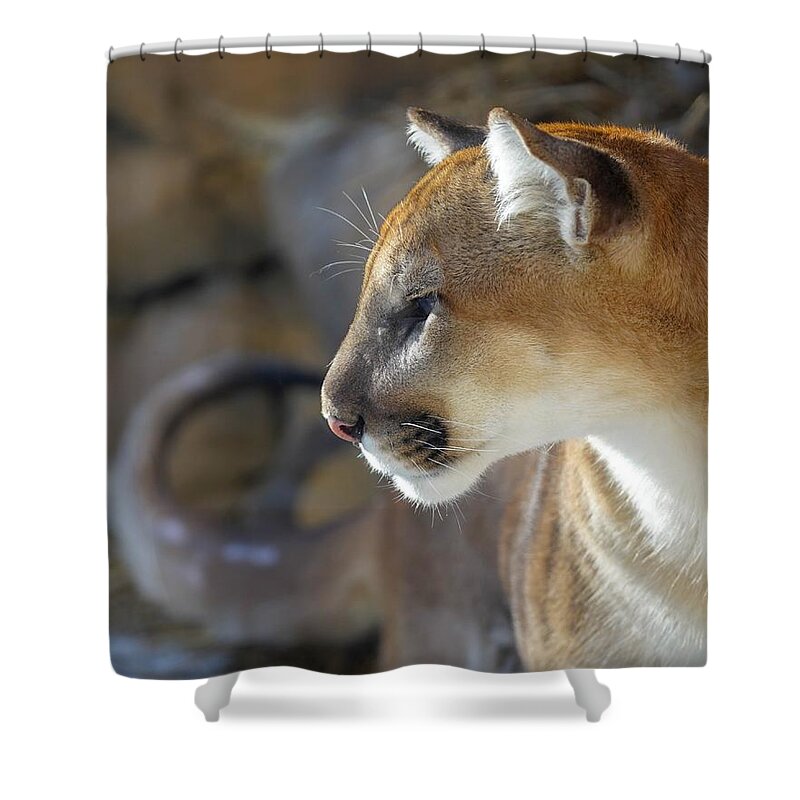 Africa Shower Curtain featuring the photograph Calm Cougar  by Susan Rydberg