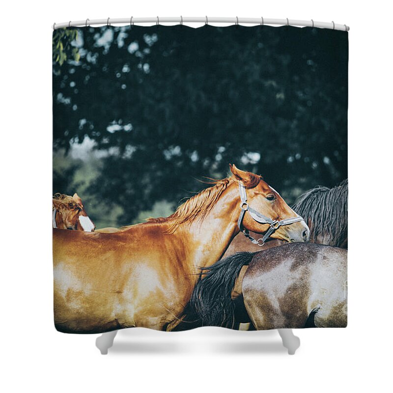 Horse Shower Curtain featuring the photograph Calm horses III by Dimitar Hristov