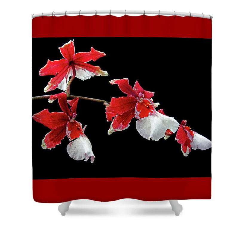 Orchids Shower Curtain featuring the photograph Cambria Orchid by Jessica Jenney