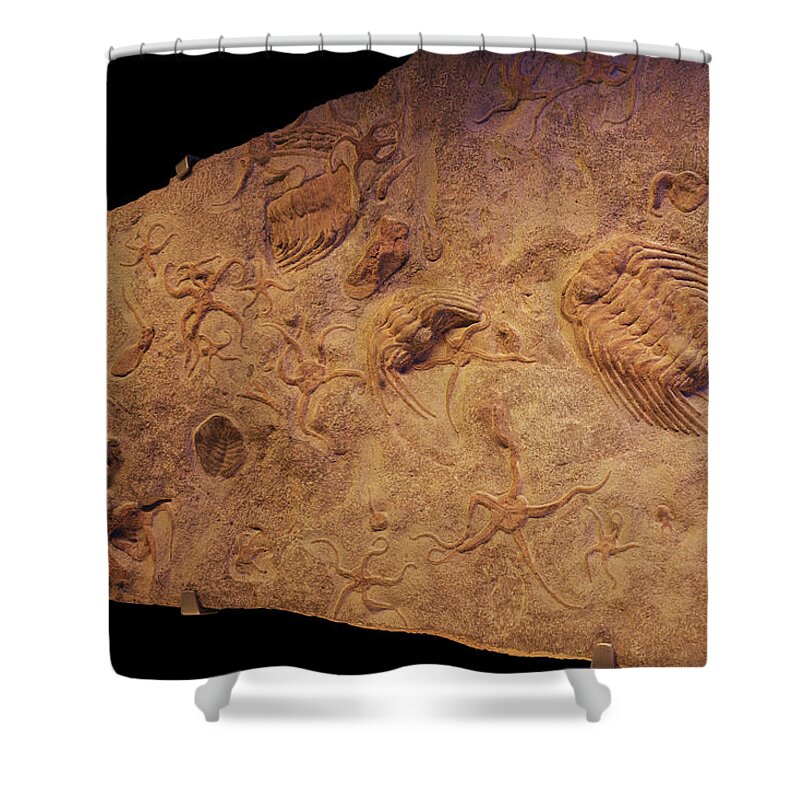 Fragment Of A Rock Shower Curtain featuring the photograph Cambrian Art by Karine GADRE