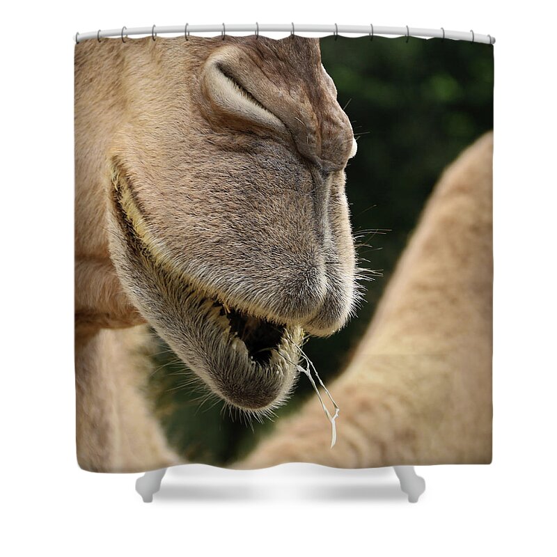 Camel Shower Curtain featuring the photograph Camel by M Kathleen Warren