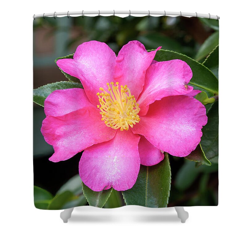 Camellia Shower Curtain featuring the photograph Camellia by Elaine Teague