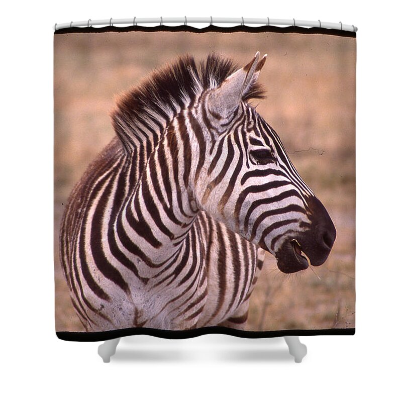 Africa Shower Curtain featuring the photograph Camera Shy Zebra by Russ Considine