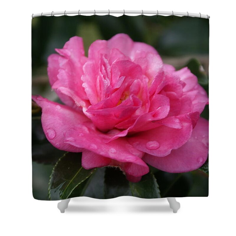  Shower Curtain featuring the photograph Camilla Flower by Heather E Harman