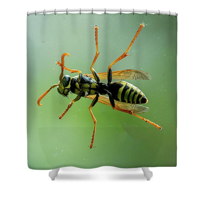 Bee Shower Curtain featuring the photograph Can I Come In by Cathy Kovarik