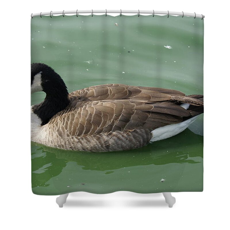  Shower Curtain featuring the photograph Canada Goose by Heather E Harman