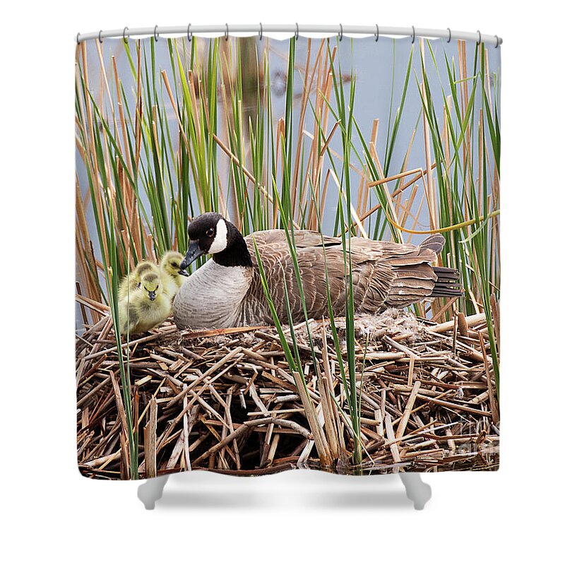 Goose Shower Curtain featuring the photograph Canada Goose with Chicks by Dennis Hammer