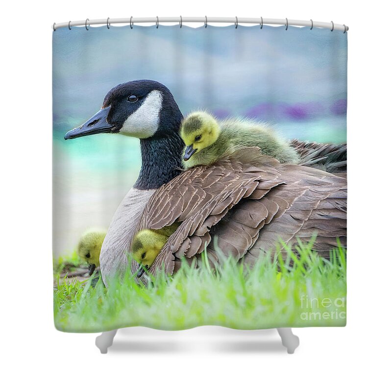 Mom Canada Goose Kkeeping The Chicks Warm. Shower Curtain featuring the photograph Canada Goose with Chicks by Sandra Rust