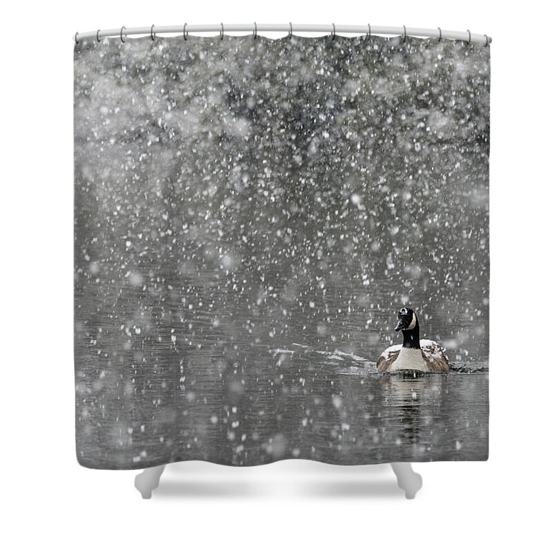 North America Shower Curtain featuring the photograph Canadian Goose in Snow 1 by Melissa Southern