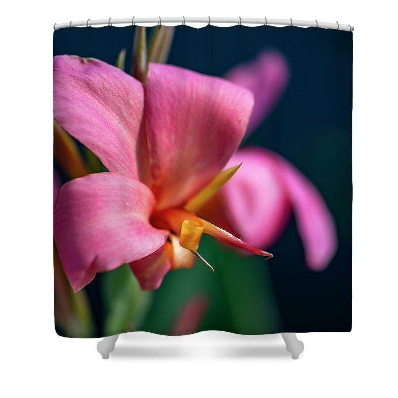 Canna Shower Curtain featuring the photograph Canna Erebus Lily by Debra Kewley