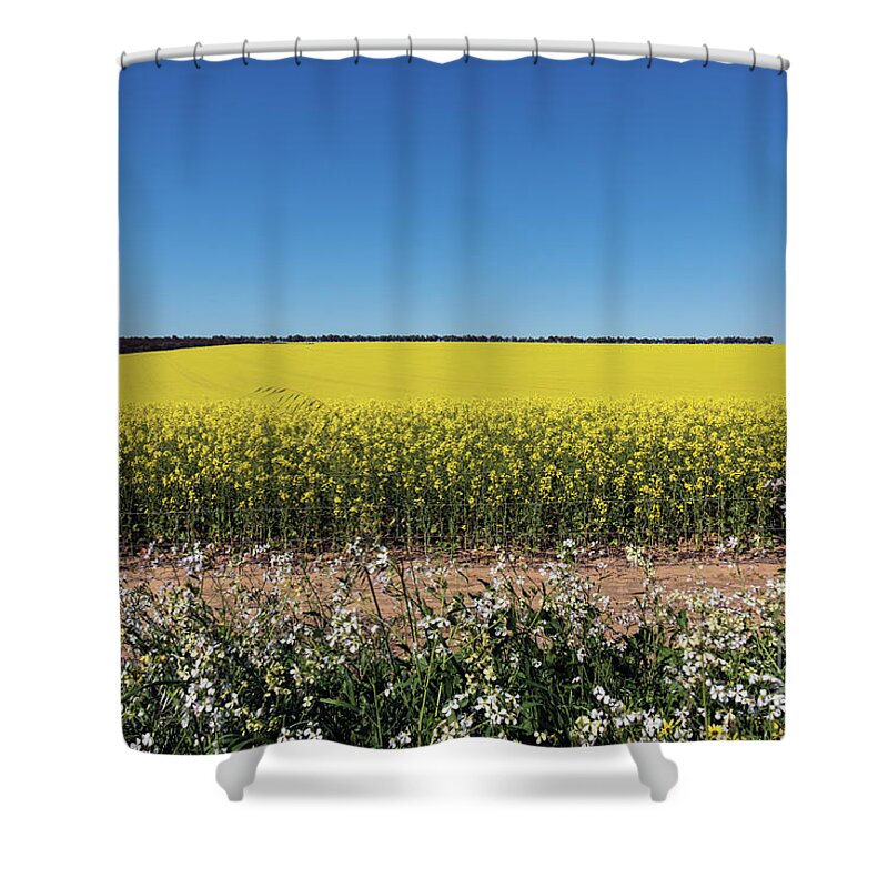 Canola Shower Curtain featuring the photograph Canola in Tenindewa, Western Australia by Elaine Teague