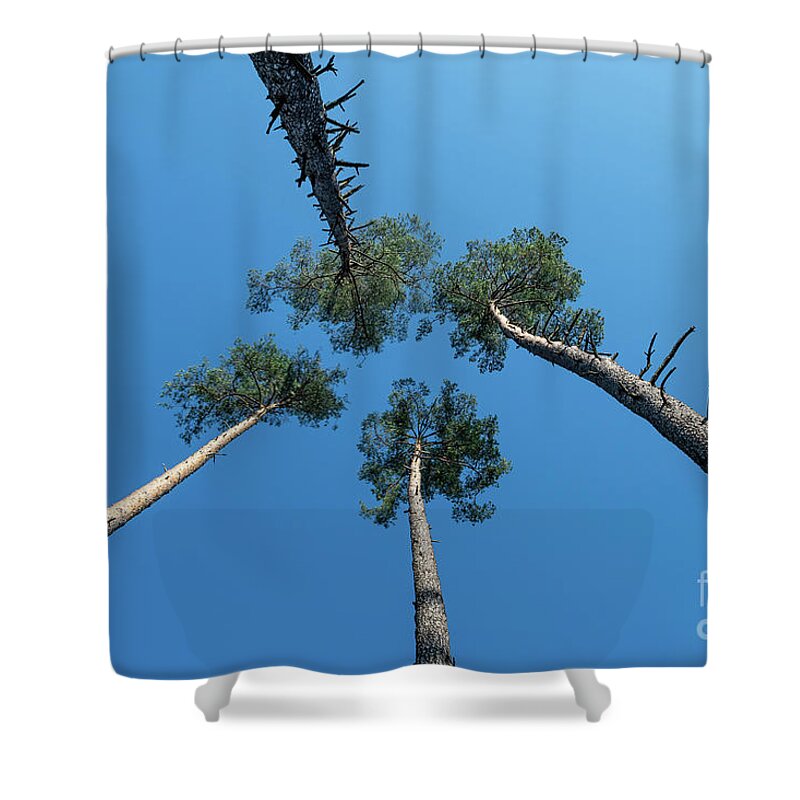 Tree Shower Curtain featuring the photograph Canopies And Stems Of Four High Conifers Growing Close Together To The Blue Sky by Andreas Berthold