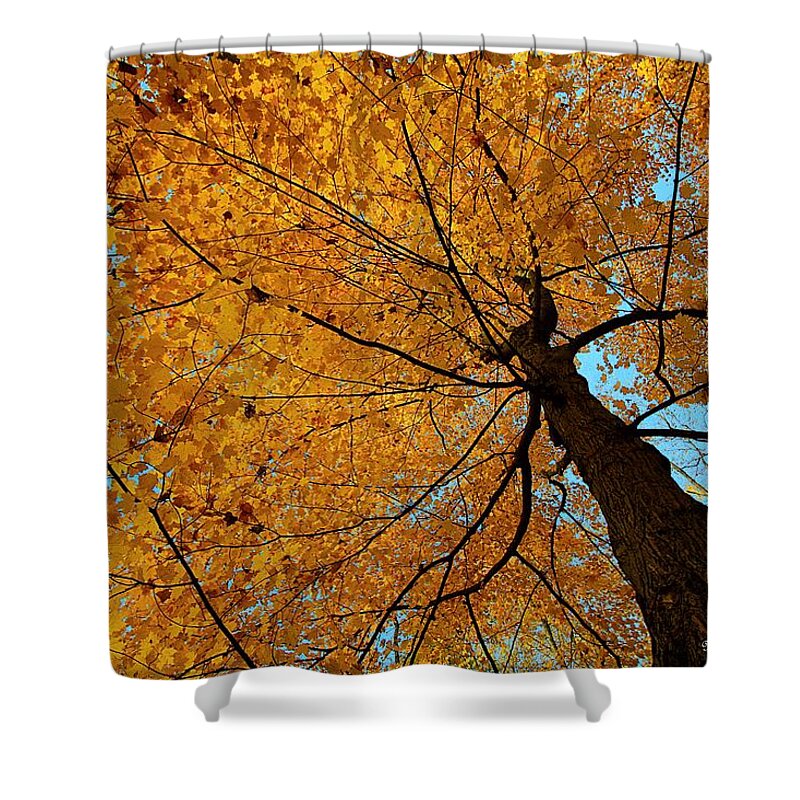 Autumn Leaves Shower Curtain featuring the photograph Canopy of Color by Mary Walchuck