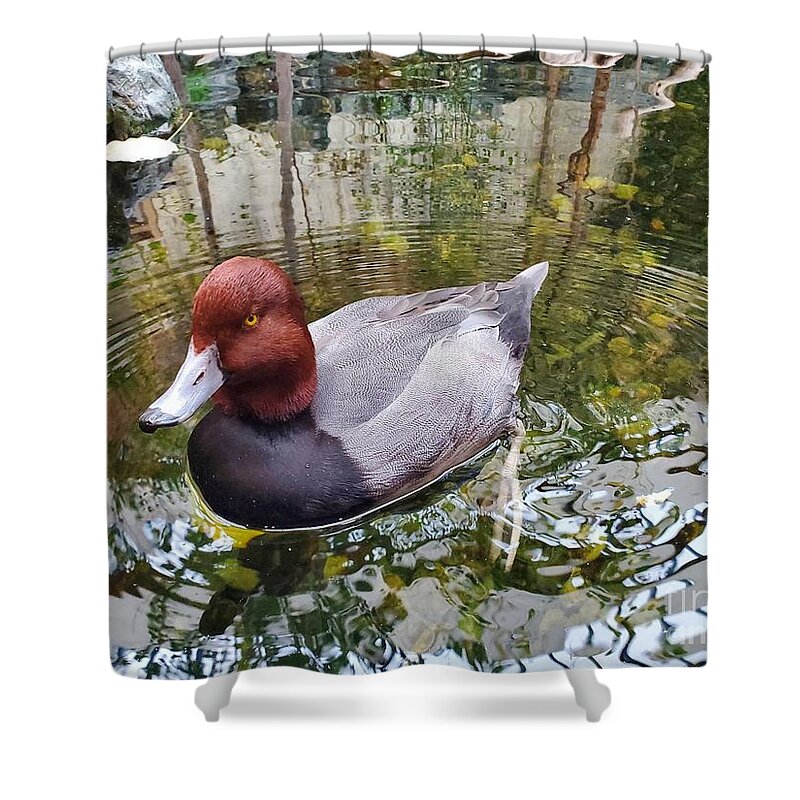 Duck Shower Curtain featuring the photograph Canvasback Duck Up Close by Elena Pratt