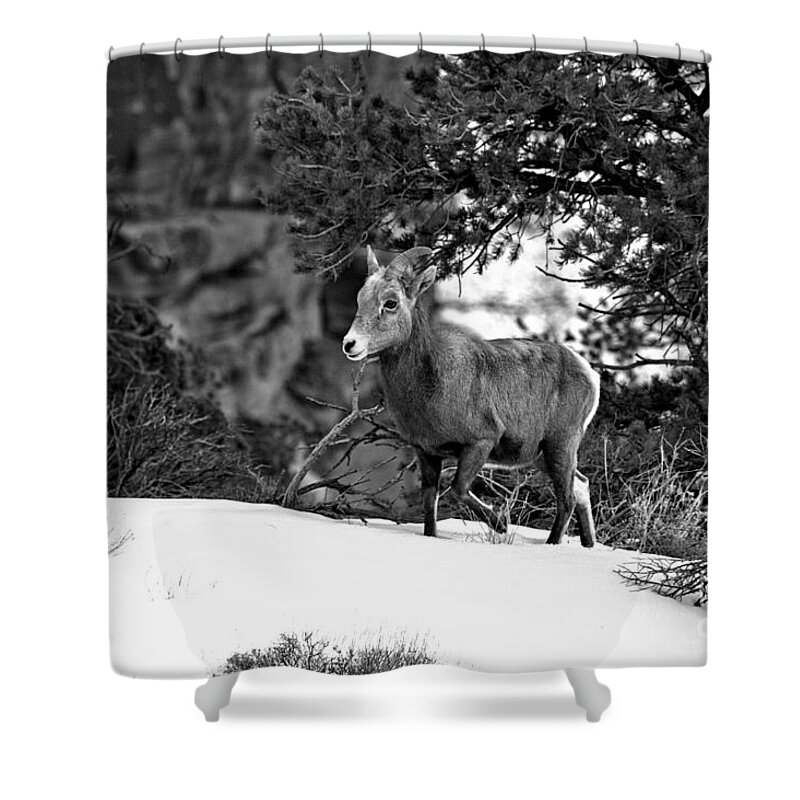 Canyon Shower Curtain featuring the photograph Canyonlands Bighorn In The Snow Black And White by Adam Jewell