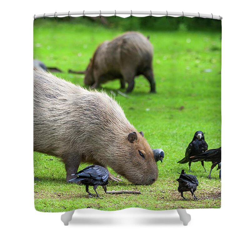 Capybara Shower Curtain featuring the photograph Capybara Grazing In Meadow With Birds by Artur Bogacki